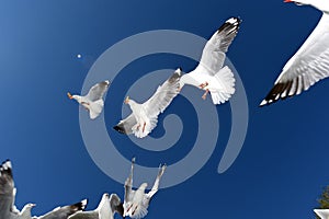 Seasgulls Feeding
