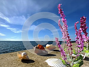 Seashel on beach sand sea water wild flowers  and blu pink cloudy sunset sky seascape nature