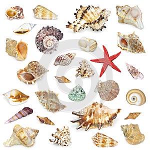 Seashel collection