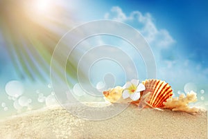 Seashel and palm on the sandy beach. Summer time.