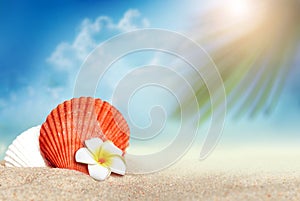 Seashel and palm on the sandy beach. Summer time.