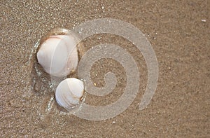 Seashell