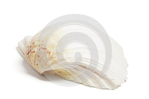 Seashell