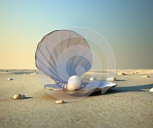 Seashell