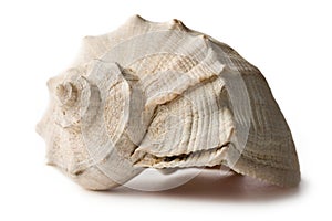 Seashell