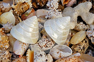 Seashell