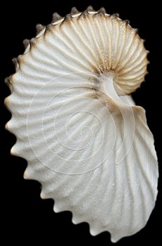 Seashell