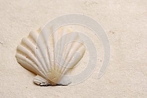 Seashell