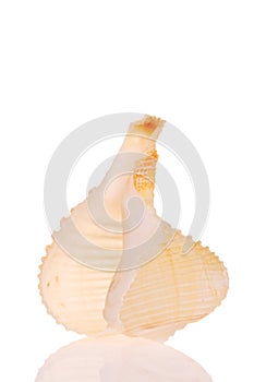 Seashell