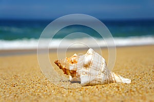 Seashell