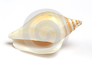 Seashell