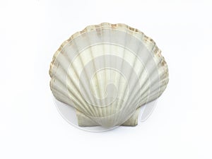 Seashell