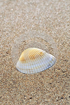 Seashell