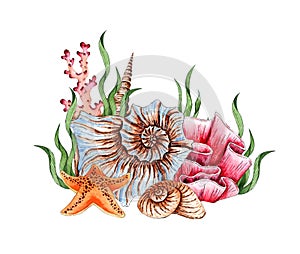 Seashell algae and coral watercolor