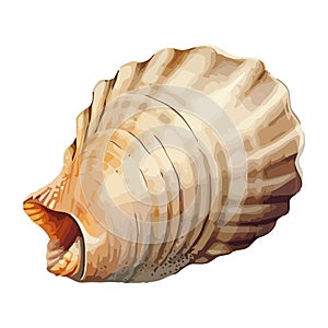 Seashell animal shells in decoration design