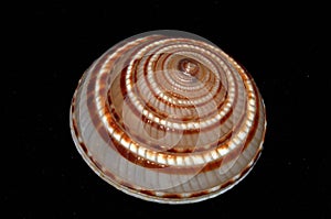 Seashell Architectonica