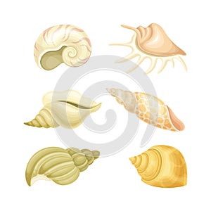 Seashell as Hard Marine Snail Shell Vector Set