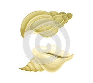 Seashell as Hard Marine Snail Shell Vector Set