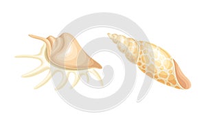 Seashell as Hard Marine Snail Shell Vector Set