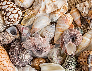 Seashell background, lots of different seashells piled together.