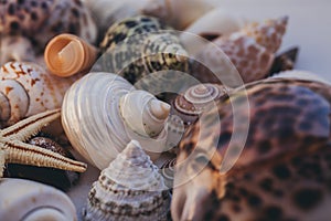 Seashell background. Lots of different seashells piled together. Seashells collection. Closeup view of many different seashells.