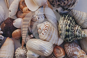 Seashell background. Lots of different seashells piled together. Seashells collection. Closeup view of many different seashells.