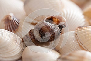 Seashell background with shallow depth