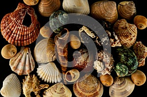 Seashell background texture