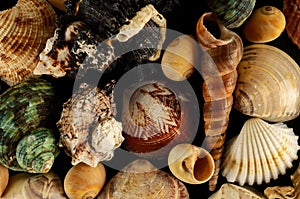 Seashell background texture