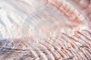 Seashell background texture