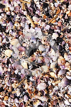 Seashell background vietnam beach tropical