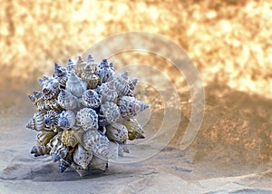 A seashell ball on the sunny and sandy background