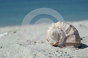 Seashell on the beach