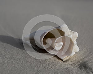 Seashell On Beach