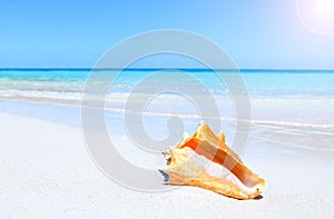 Seashell on beach photo