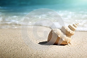 Seashell on the beach