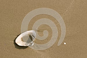 Seashell on the Beach photo