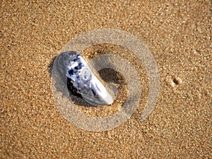 Seashell on beach with golden brown wet sand and sea shell shining in sunlight next to the ocean.