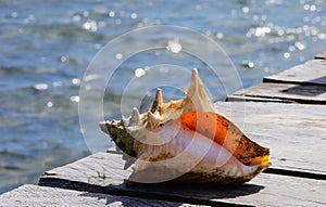 Seashell at the beach Holiday summer Mexico