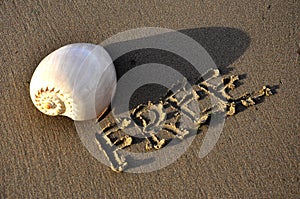 Seashell on the beach and the inscription on the sand is free.