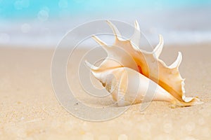 Seashell on beach sand