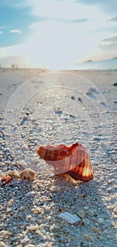 Seashell beach sand ocean sea dawn