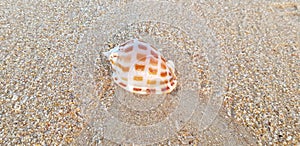 Seashell