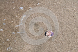 seashell on the beach sand with ocean wave entering photo