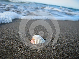 seashell beach sand and sea waves.