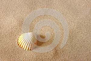 Seashell on beach sand