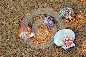 Seashell Beach sand Sunlights background