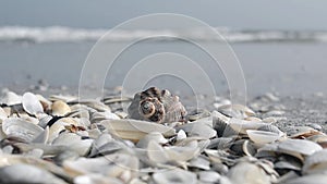 Seashell on beach and the sea water on background