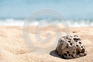A seashell on the beach. A seashell and a sandy beach on a blurred background of the sea. Conch shell on beach with