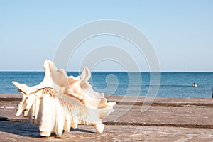 A seashell on the beach. A seashell and a sandy beach on a blurred background of the sea. Conch shell on beach with
